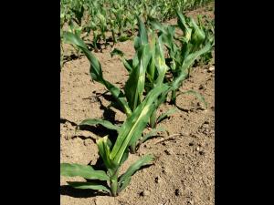 Maïs grain et fourrager - imazéthapyr (2)_6