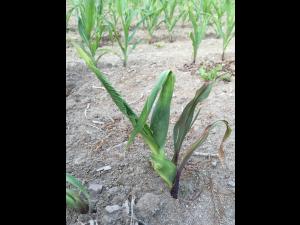 Maïs grain et fourrager - imazéthapyr (2)_7