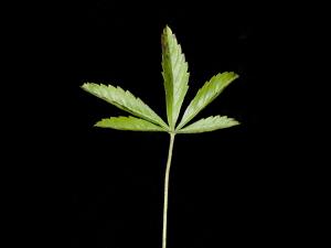 Potentille simple (Potentilla simplex)_6