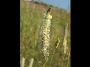 Sanguisorbe Canada (Sanguisorba canadensi)_3