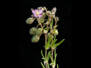 Spergulaire rouge(Spergularia rubra)_8