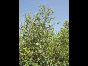 Bouleau gris(Betula populifolia)_4