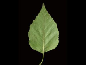 Bouleau blanc(Betula papyrifera)_6