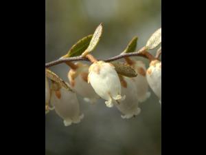 Cassandre caliculé(Chamaedaphne calyculata)_9