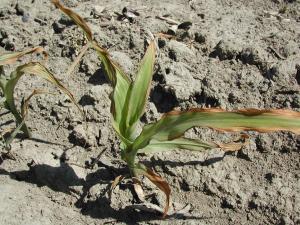 Maïs grain et fourrager - glufosinate d'ammonium (10)_5