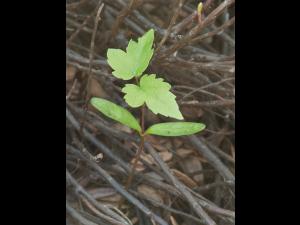 Érable rouge (Acer rubrum)_2