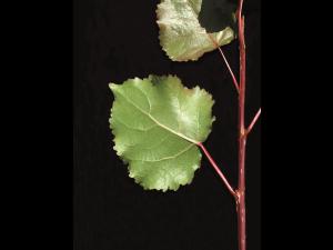 Peuplier deltoïde (populus deltoides)_3
