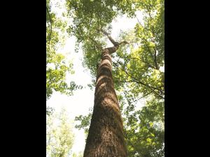 Peuplier deltoïde (populus deltoides)_10