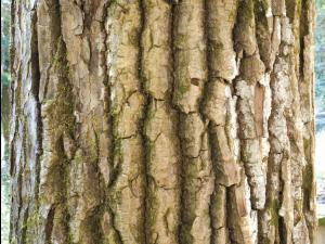 Peuplier baumier (Populus balsamifera)_10