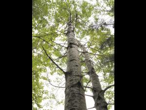 Peuplier faux-tremble (Populus tremuloides)_8