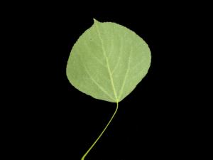 Peuplier faux-tremble (Populus tremuloides)_12