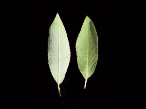 Saule Bebb (Salix bebbiana)_3