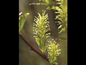 Saule Bebb (Salix bebbiana)_4