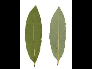 Saule discolore (Salix discolor)_5