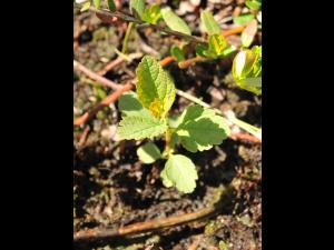 Spirée tomenteuse(Spiraea tomentosa)_1