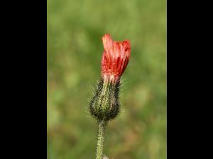 Épervière orangée(Pilosella aurantiaca)_7