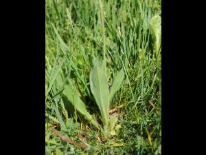 Épervière orangée(Pilosella aurantiaca)_12