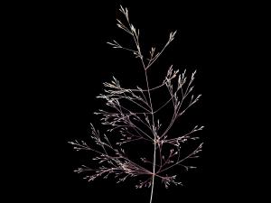 Agrostide scabre(Agrostis scabra)_2