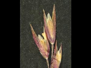 Agrostide scabre(Agrostis scabra)_5