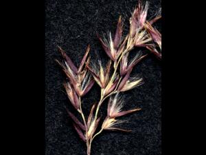 Calamagrostide Canada(Calamagrostis canadensis)_2