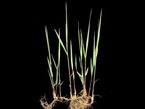 Calamagrostide Canada(Calamagrostis canadensis)_10