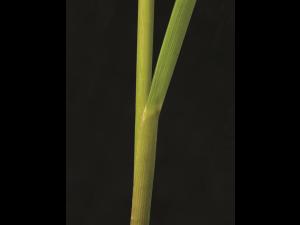 Glycérie Canada (Glyceria canadensis)_8