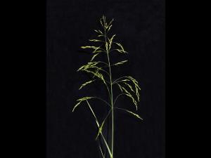 Pâturin marais (Poa palustris)_1