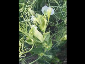 Pois - mésotrione (27)_1