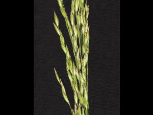 Pâturin marais (Poa palustris)_2