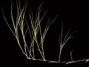 Carex longs stolons(Carex chordorrhiza)_4