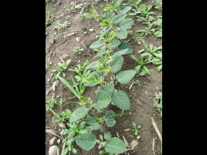 Soya - dicamba (4)_2