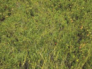 Carex oligosperme(Carex oligosperma)_9