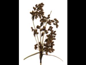 Scirpe ceinture noire (Scirpus atrocinctus)_5