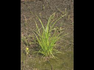 Scirpe souchet (Scirpus cyperinus)_6