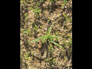 Scirpe souchet (Scirpus cyperinus)_8