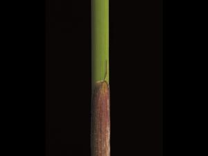 Jonc épars (Juncus effusus)_4