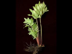 Onoclée sensible (Onoclea sensibilis)_7