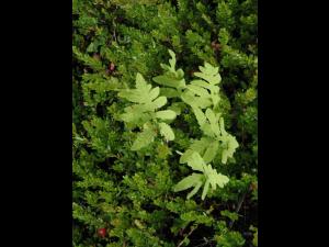 Onoclée sensible (Onoclea sensibilis)_8