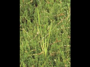Quenouille feuilles larges (Typha latifolia)_2