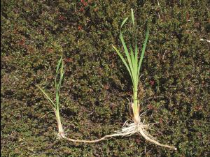 Quenouille feuilles larges (Typha latifolia)_6