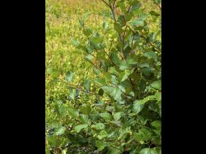 Aulne crispé(Alnus alnobetula)_1