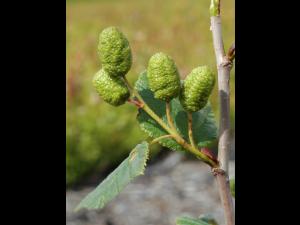 Aulne crispé(Alnus alnobetula)_3