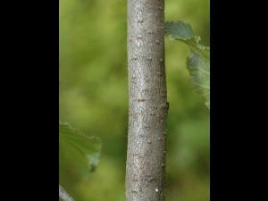 Aulne crispé(Alnus alnobetula)_5
