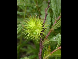 Comptonie voyageuse(Comptonia peregrina)_5