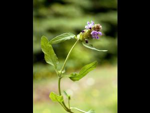 Brunelle vulgaire(Prunella vulgaris)_1