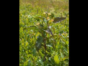 Dièreville chèvrefeuille(Diervilla lonicera)_6