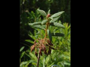 Thé du Labrador(Rhododendron groenlandicum)_6