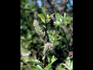 Saule humble (Salix humilis)_4