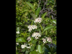 Aronie fruits noirs(Aronia melanocarpa)_2