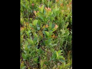 Aronie fruits noirs(Aronia melanocarpa)_4